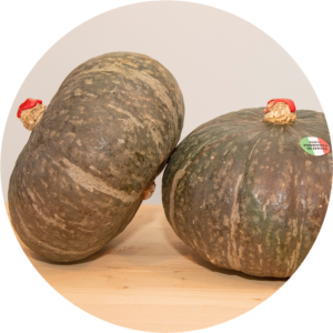 ZUCCA DELICA