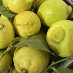 LIMONI NATURALI CON FOGLIA