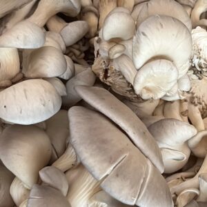 FUNGHI PLEUROTUS