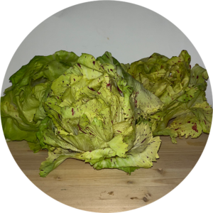 RADICCHIO VARIEGATO