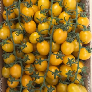 POMODORO DATTERINO GIALLO