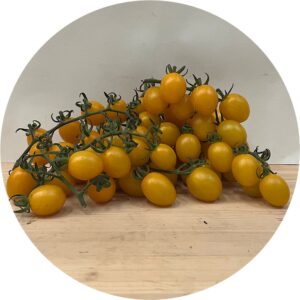 POMODORO DATTERINO GIALLO